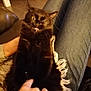 black_cat, cat, pet, animal, indoor, lap, person, hand, tickling, funny_face, furry, cozy, jeans, furniture, home, cute, whiskers, relaxed, expression, playful