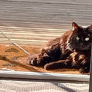 Plume a rejoint le concours — aidez-le/la à gagner de superbes lots ! cat, black_cat, doormat, sunlight, indoor, outdoor, wooden_deck, furniture, rug, patterned_rug, pet, animal, relaxing, alert, door_frame, shadow, bright_eyes, fur, resting, home