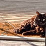 cat, black_cat, doormat, sunlight, indoor, outdoor, wooden_deck, furniture, rug, patterned_rug, pet, animal, relaxing, alert, door_frame, shadow, bright_eyes, fur, resting, home
