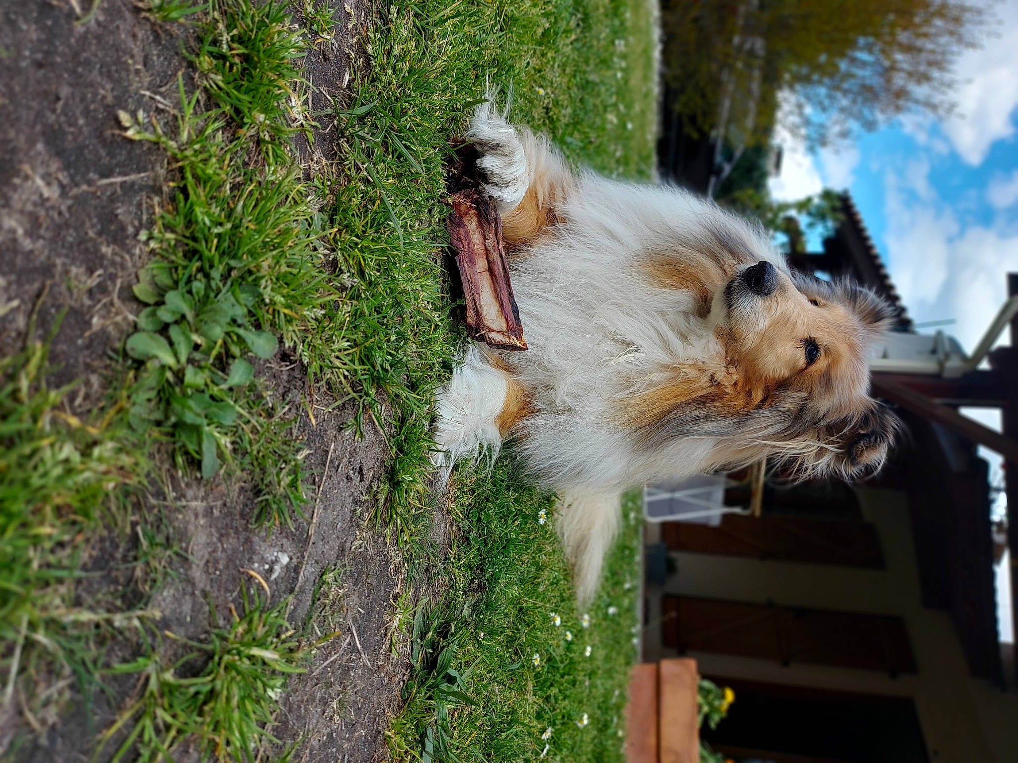 Fleur a rejoint le concours — aidez-le/la à gagner de superbes lots ! canidae, carnivore, cloud, collie, companion_dog, dog, dog_breed, felidae, fur, grass, plant, scotch_collie, shetland_sheepdog, sky, small_to_medium_sized_cats, sporting_group, squirrel, tail, tree, whiskers