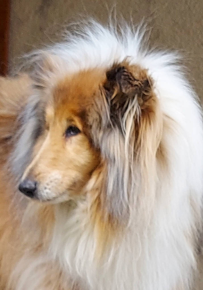 Fleur a rejoint le concours — aidez-le/la à gagner de superbes lots ! canidae, carnivore, collie, companion_dog, dog, dog_breed, eye, fawn, fur, herding_dog, liver, rough_collie, scotch_collie, shetland_sheepdog, snout, sporting_group, terrestrial_animal, whiskers, wildlife, working_animal