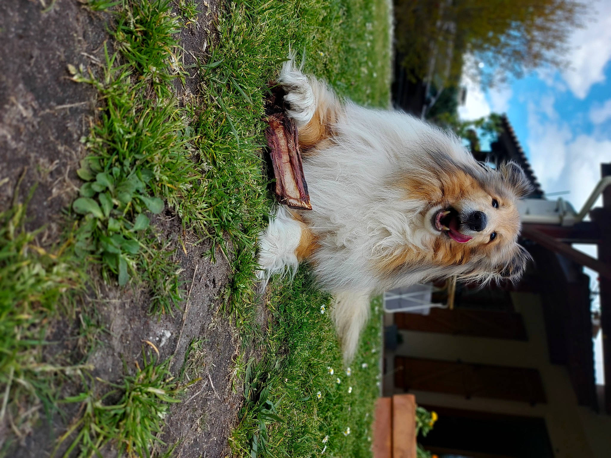 Fleur participe au concours pour gagner de l'argent avec cette photo : carnivore, collar, companion_dog, dog, dog_breed, fawn, felidae, german_spitz, grass, mammal, plant, pomeranian, sky, snout, spitz, sporting_group, tail, toy_dog, tree, whiskers
