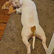 Chaos joined the competition — help win amazing prizes! animal, brown_patch, cabinet, canine, carpet, cute, dog, floor, furniture, home, indoor, lying_down, paw, pet, plush_toy, relaxed, resting, tail, white_dog, wooden_floor