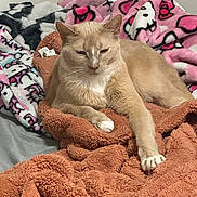 Rocket joined the competition — help win amazing prizes! animal, bed, blanket, cat, comfort, cozy, cute, fur, home, indoor, orange_blanket, patterned_blanket, paw, pet, pink_blanket, relaxed, resting, sleepy, soft_texture, tan_cat