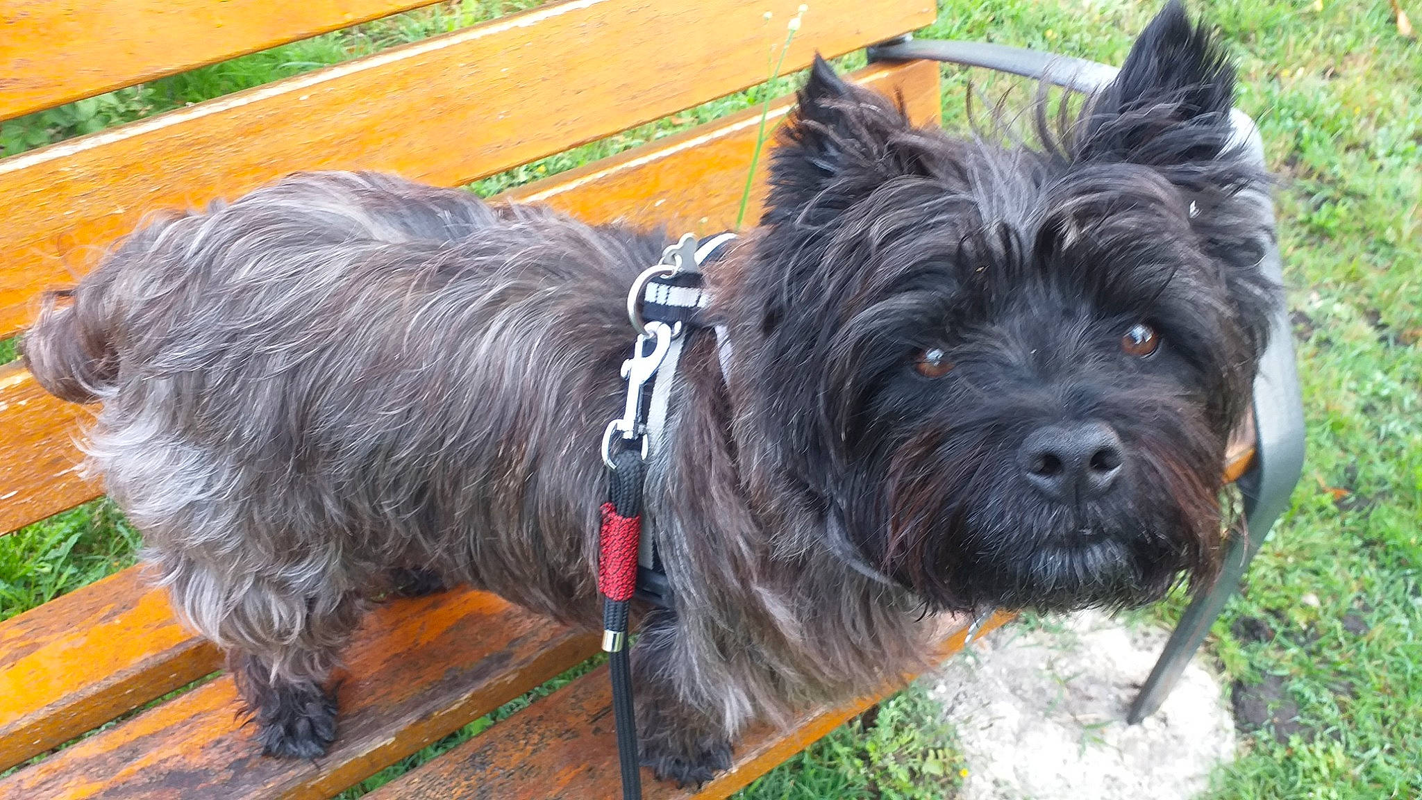 Nuts a rejoint le concours — aidez-le/la à gagner de superbes lots ! biewer_terrier, canidae, carnivore, collar, companion_dog, dog, dog_breed, dog_collar, dog_supply, fur, grass, non_sporting_group, small_terrier, snout, sporting_group, tail, terrier, toy_dog, working_animal, working_dog