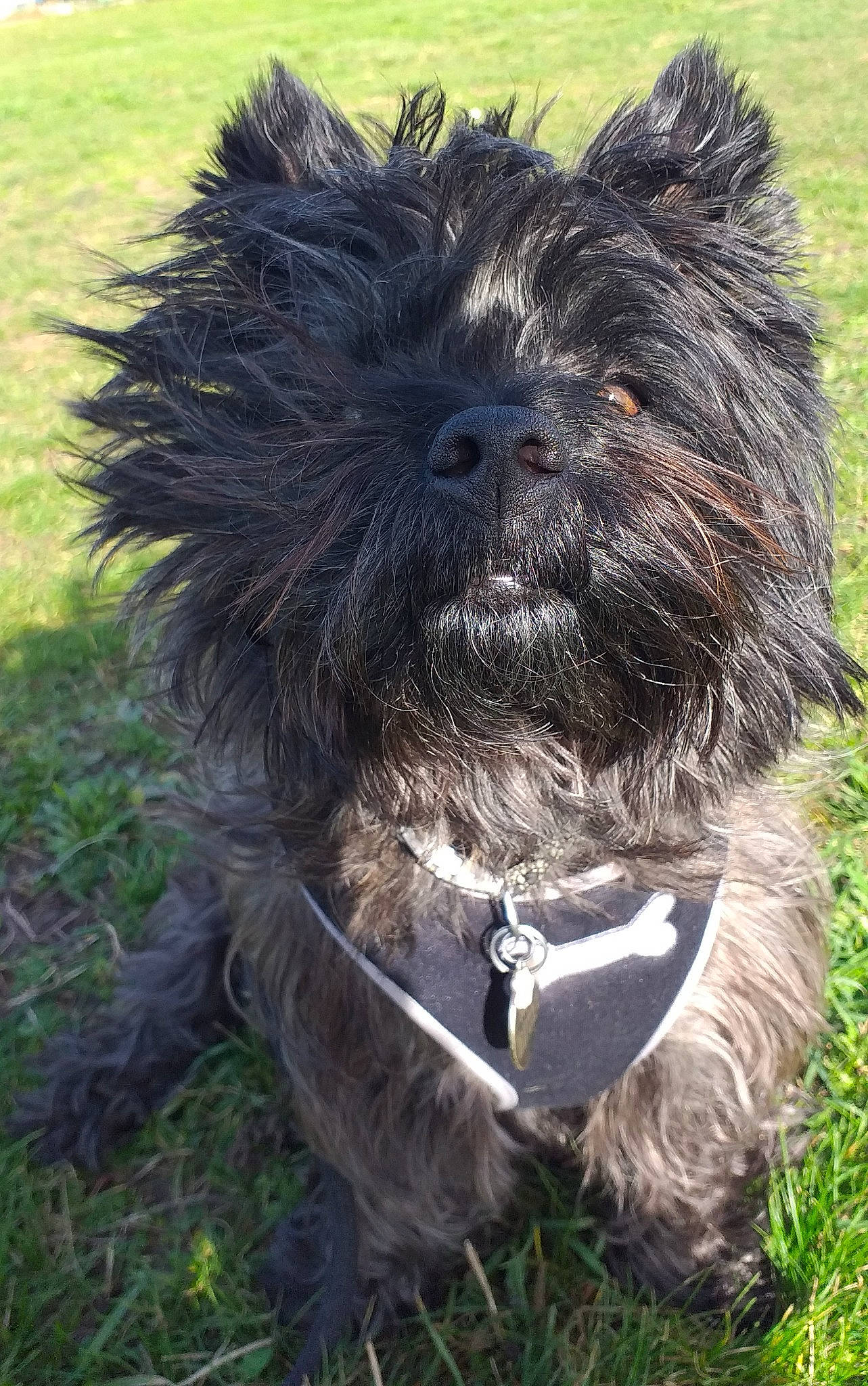 Nuts a rejoint le concours — aidez-le/la à gagner de superbes lots ! canidae, carnivore, collar, companion_dog, dog, dog_breed, dog_collar, fur, grass, liver, maltepoo, puppy, small_terrier, snout, sporting_group, terrestrial_animal, terrier, toy_dog, water_dog, working_animal