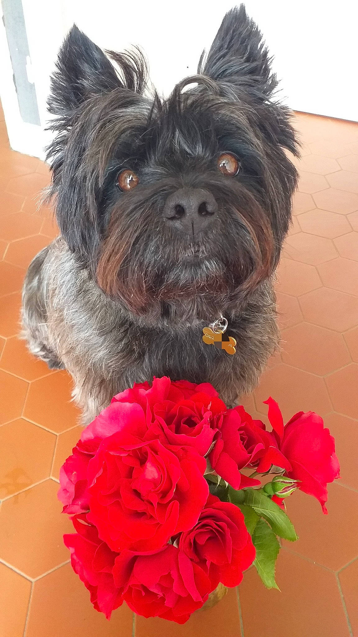 Nuts participe au concours pour gagner de l'argent avec cette photo : canidae, carnivore, companion_dog, dog, dog_breed, dog_supply, flower, fur, hybrid_tea_rose, liver, petal, plant, rose, rose_family, small_terrier, snout, sporting_group, terrier, toy_dog, working_animal