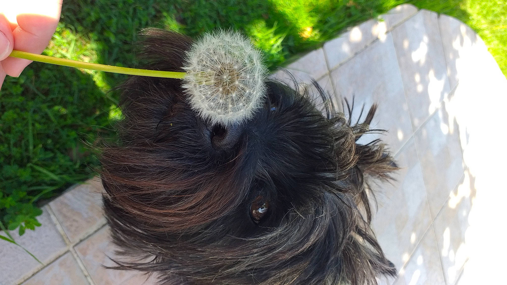 Nuts a rejoint le concours — aidez-le/la à gagner de superbes lots ! beak, canidae, carnivore, companion_dog, dog, dog_breed, fawn, feather, felidae, fur, grass, liver, plant, snout, sporting_group, tail, terrestrial_animal, terrestrial_plant, whiskers, wildlife