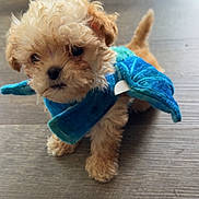 Frijolito joined the competition — help win amazing prizes! adorable, animal, blue_cape, costume, curly_fur, cute, dog, fluffy, indoor, natural_light, pet, photography, portrait, puppy, small_dog, standing, superhero, tail, tan_fur, wooden_floor