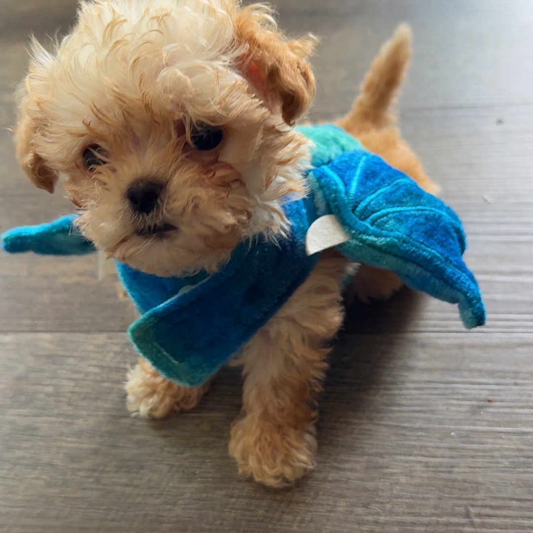 Frijolito joined the competition — help win amazing prizes! adorable, animal, blue_cape, costume, curly_fur, cute, dog, fluffy, indoor, natural_light, pet, photography, portrait, puppy, small_dog, standing, superhero, tail, tan_fur, wooden_floor