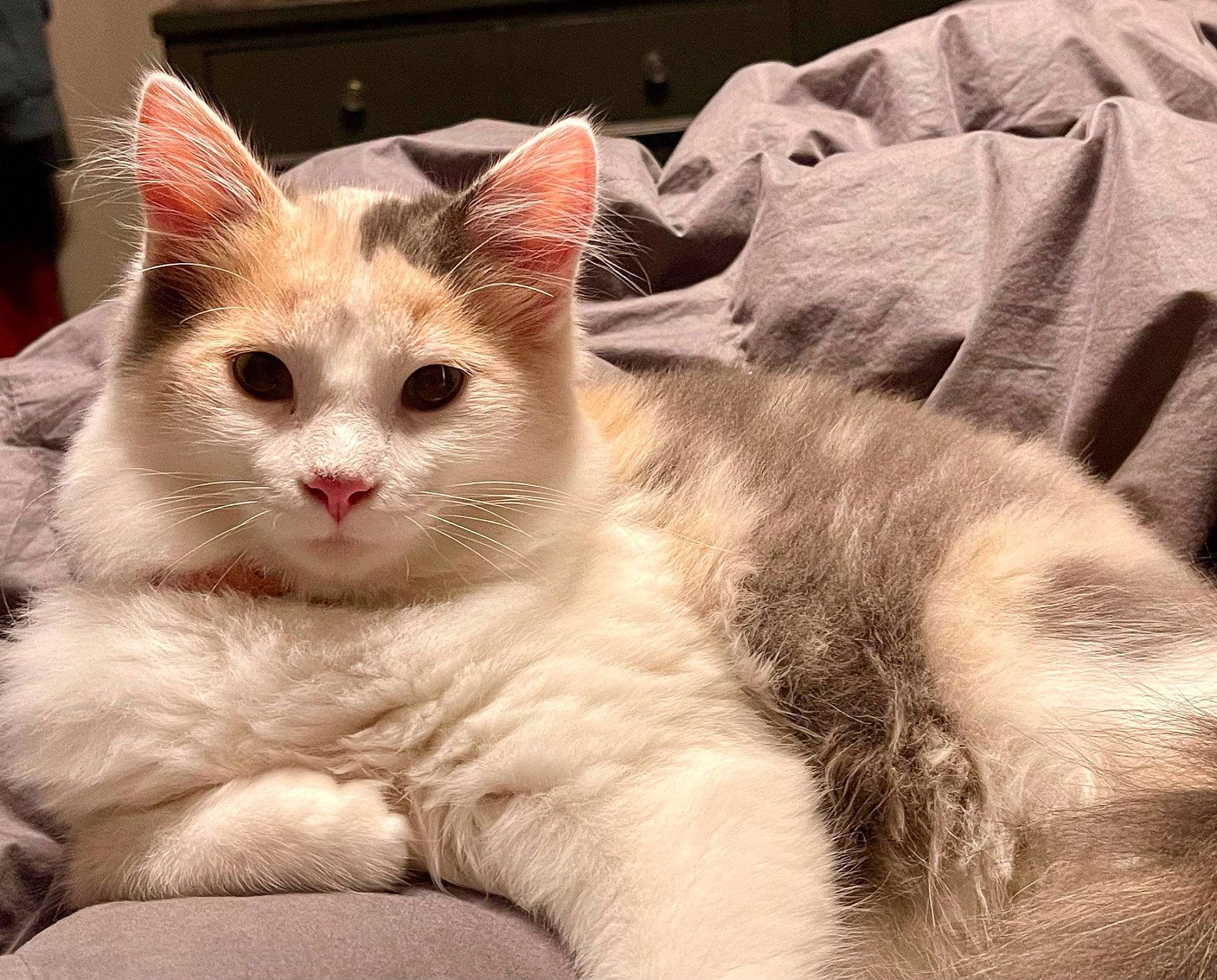 Cali joined the competition — help win amazing prizes! carnivore, cat, close_up, domestic_short_haired_cat, fawn, felidae, fur, paw, small_to_medium_sized_cats, snout, terrestrial_animal, whiskers, window