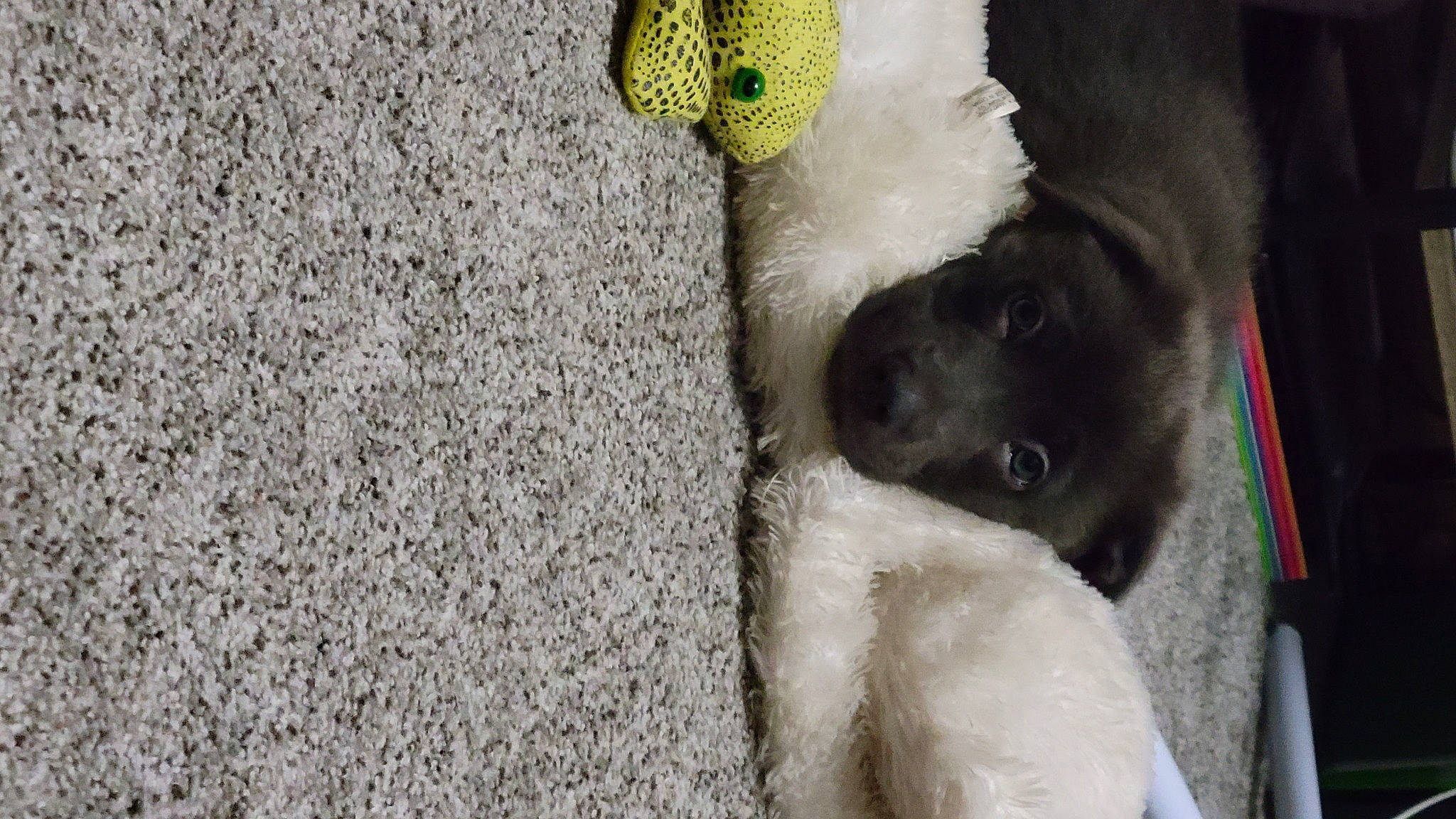 Shadow is registered to the contest to win money with this photo: canidae, carnivore, companion_dog, dog, dog_breed, dog_toy, fawn, felidae, fur, labradoodle, non_sporting_group, paw, puppy, small_to_medium_sized_cats, snout, sporting_group, tail, toy_dog, working_animal