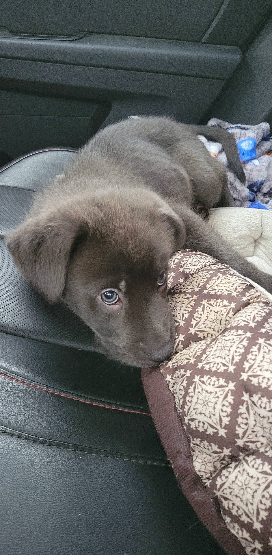 Shadow is registered to the contest to win money with this photo: borador, canidae, carnivore, comfort, companion_dog, dog, dog_breed, fur, grey, gun_dog, linens, liver, sporting_group, terrestrial_animal, whiskers, working_animal