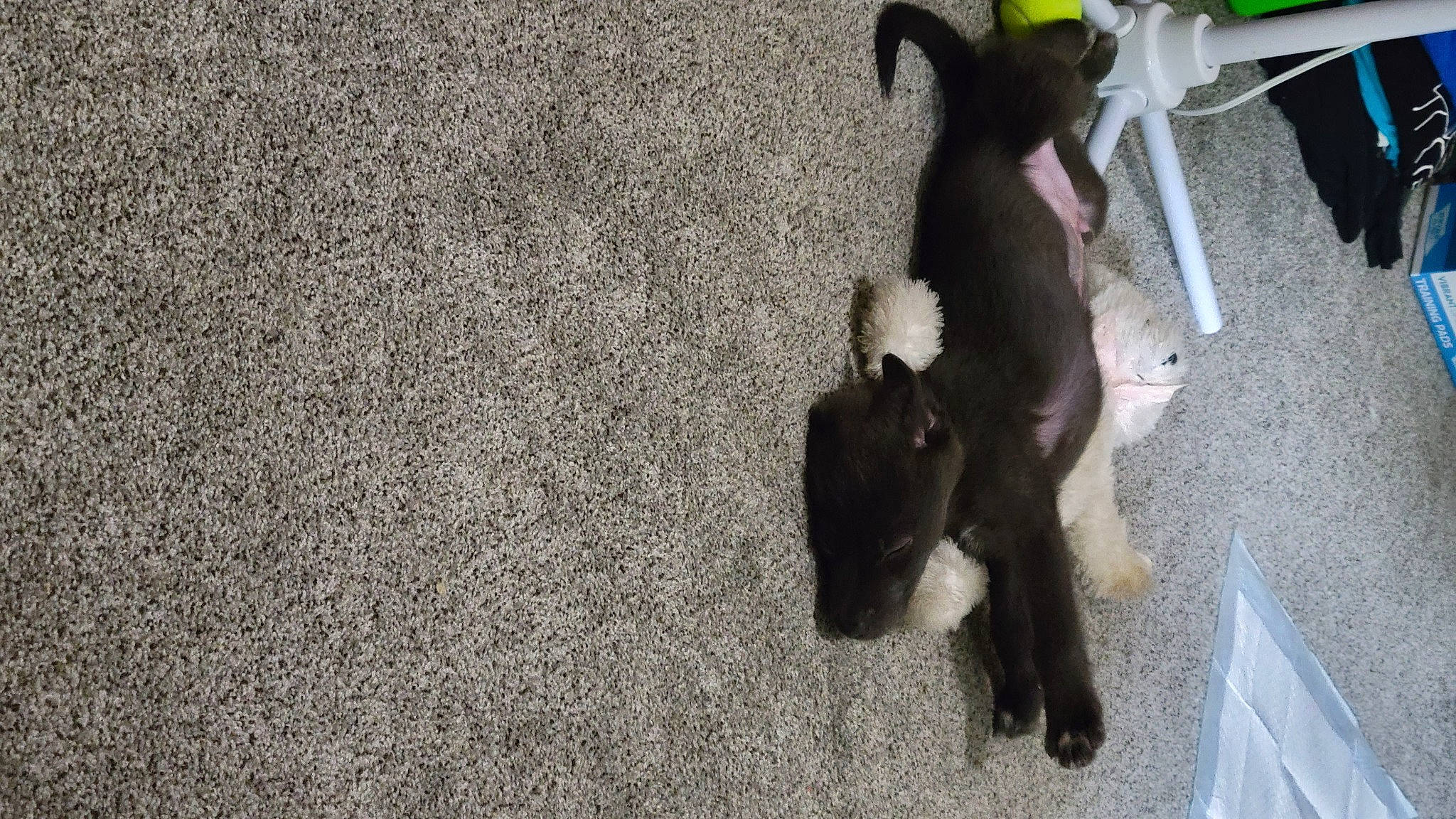 Shadow is registered to the contest to win money with this photo: asphalt, bumper, carnivore, companion_dog, dog_breed, fawn, felidae, flooring, fur, human_leg, paw, road_surface, shadow, small_to_medium_sized_cats, snout, tail, tar, vehicle, vehicle_door, working_animal