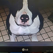 Falco participe au concours pour gagner de l'argent avec cette photo : animal, black_and_white, canine, close_up, companion, curious, dog, fur, glare, household, indoors, looking_up, monitor, muzzle, pet, portrait, reflection, screen, snout, tiled_floor