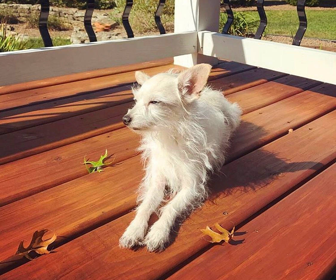 Lomo joined the competition — help win amazing prizes! canidae, carnivore, cat, fawn, felidae, hardwood, small_to_medium_sized_cats, tail, turkish_angora, west_highland_white_terrier, wood