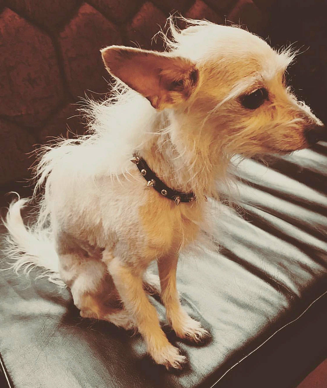 Lomo joined the competition — help win amazing prizes! ancient_dog_breeds, canidae, carnivore, chihuahua, companion_dog, dog, dog_breed, ear, fawn, mammal, portuguese_podengo, puppy, snout, toy_dog, vertebrate, whiskers