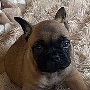 Popeye a rejoint le concours — aidez-le/la à gagner de superbes lots ! dog, puppy, french_bulldog, pet, animal, cute, fur, ears, face, nose, eyes, indoor, blanket, soft, resting, young, mammal, companion, adorable, curious