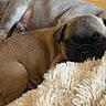 Popeye participe au concours pour gagner de l'argent avec cette photo : puppy, dog, sleeping, blanket, fur, cozy, snuggling, pet, animal, cute, resting, indoor, closeup, brown, soft, young, companion, comfort, warm, relaxation