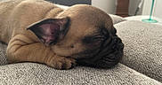 Popeye participe au concours pour gagner de l'argent avec cette photo : puppy, sleeping, dog, brown, close_up, cozy, blanket, indoor, pet, fur, resting, cute, ears, face, snout, home, decor, soft, relaxed, animal