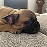 puppy, sleeping, dog, brown, close_up, cozy, blanket, indoor, pet, fur, resting, cute, ears, face, snout, home, decor, soft, relaxed, animal