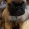 Popeye a rejoint le concours — aidez-le/la à gagner de superbes lots ! puppy, dog, pug, cute, animal, pet, face, fur, eyes, ears, blanket, cozy, indoor, young, mammal, adorable, sitting, closeup, wrinkles, small