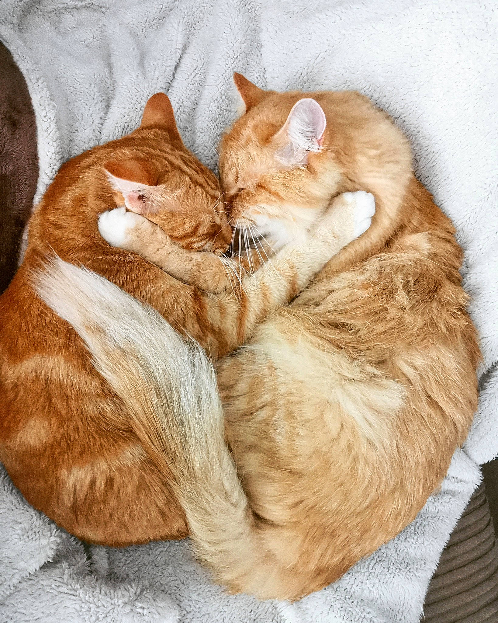 Kenai And Koda joined the competition — help win amazing prizes! basket, carnivore, cat, cat_bed, claw, comfort, domestic_short_haired_cat, fawn, felidae, foot, fur, love, nap, paw, sleep, small_to_medium_sized_cats, snout, tail, whiskers