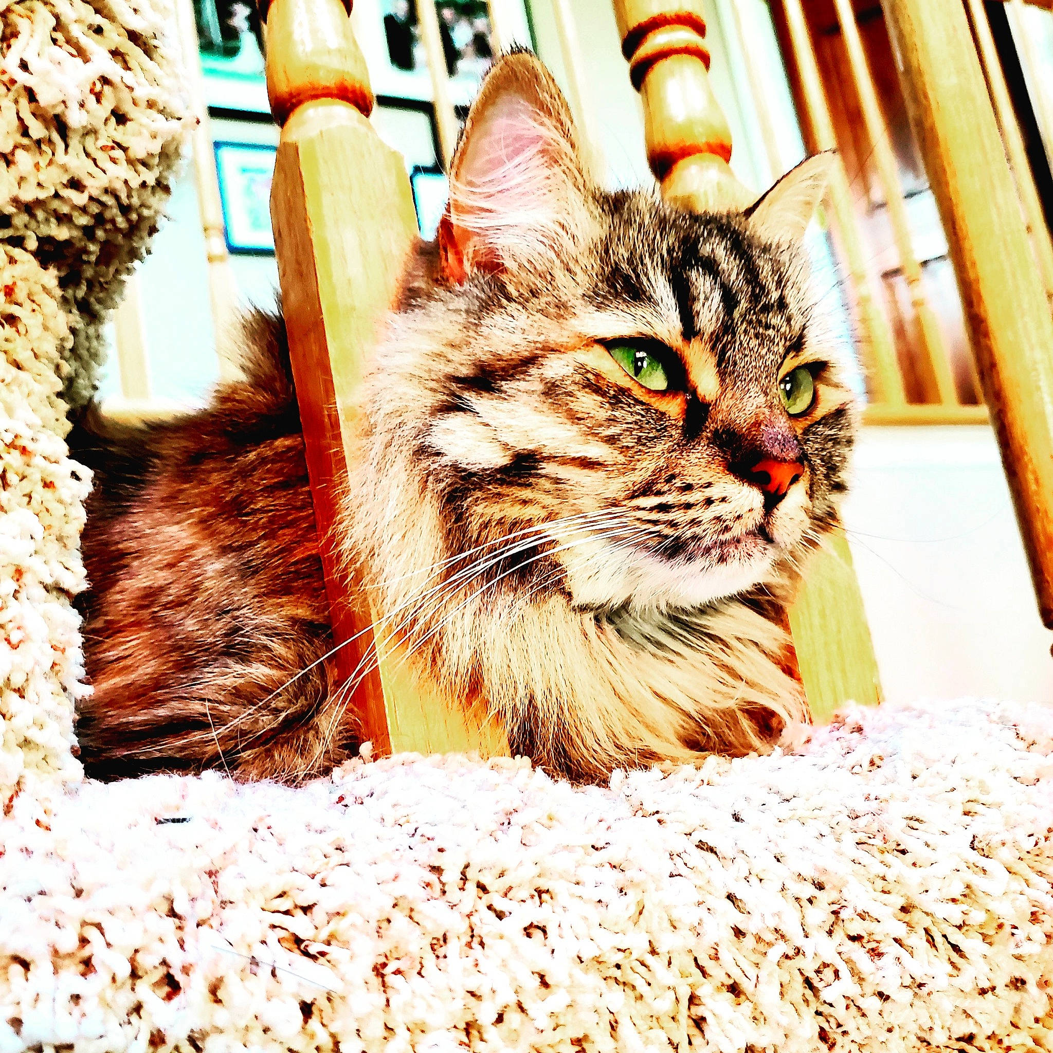 Anna joined the competition — help win amazing prizes! carnivore, cat, claw, domestic_short_haired_cat, felidae, fur, grass, maine_coon, paw, photo_caption, plant, small_to_medium_sized_cats, snout, terrestrial_animal, tree, vertebrate, whiskers, window, wood