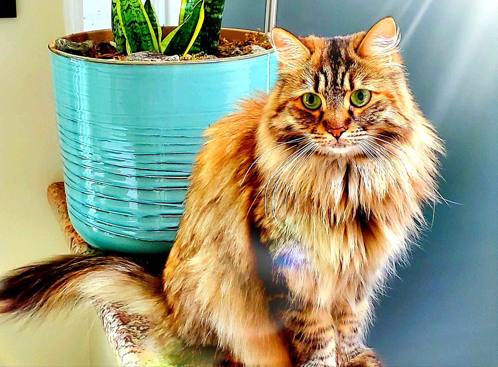 Anna joined the competition — help win amazing prizes! carnivore, cat, domestic_short_haired_cat, fawn, felidae, flowerpot, fur, grass, herb, houseplant, maine_coon, plant, small_to_medium_sized_cats, snout, tail, terrestrial_animal, whiskers, wildlife, window, yellow