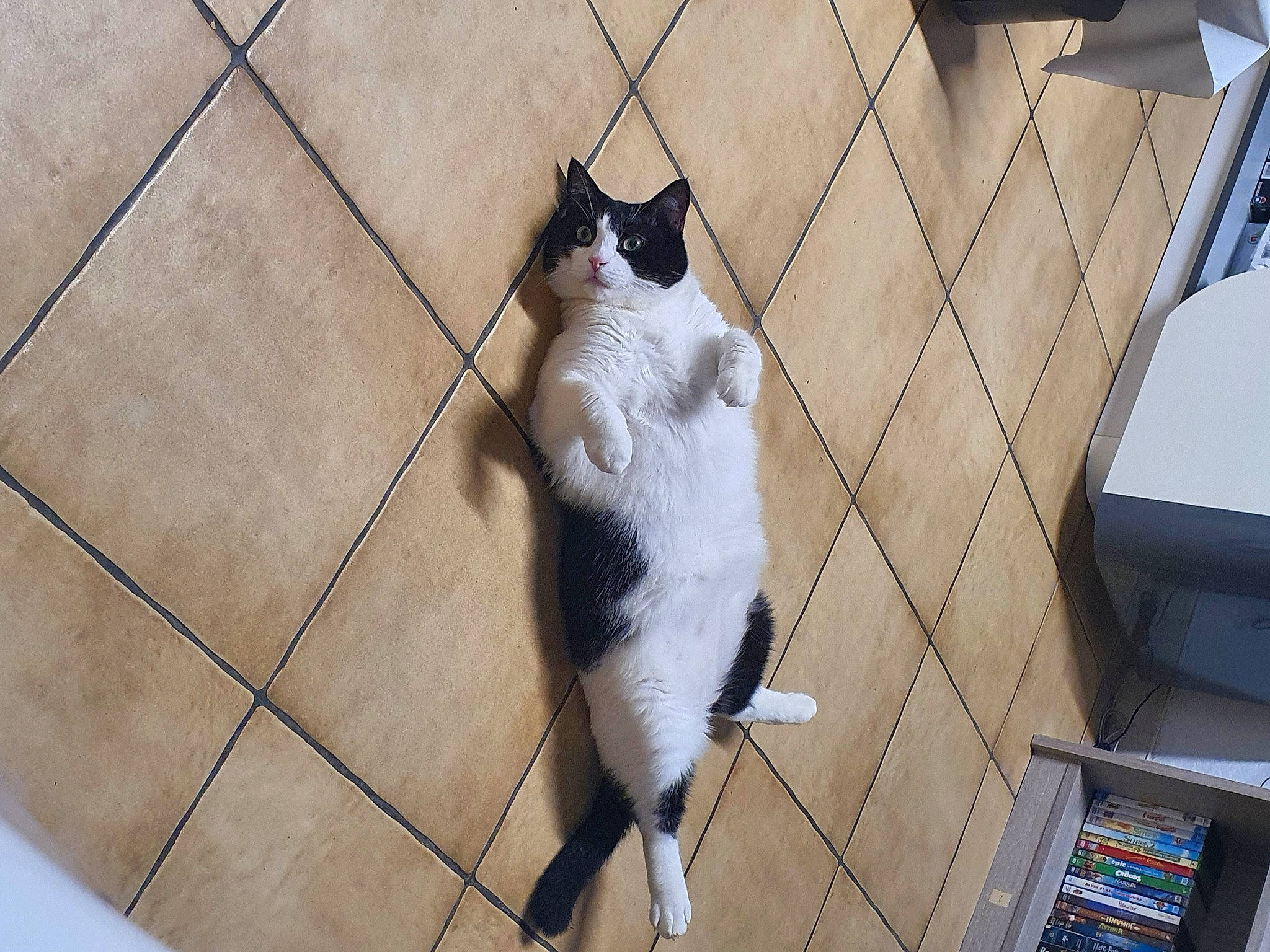 Apple a rejoint le concours — aidez-le/la à gagner de superbes lots ! canidae, carnivore, cat, domestic_short_haired_cat, facade, fawn, felidae, floor, flooring, fur, hardwood, paw, shadow, small_to_medium_sized_cats, snout, symmetry, tail, thai, whiskers, wood