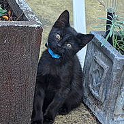 Raven joined the competition — help win amazing prizes! animal, black_cat, blue_collar, close_up, concrete, curious, cute, daylight, feline, garden, head_tilt, kitten, nature, outdoor, pet, plant, planter, sitting, small_animal, young_cat