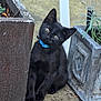 animal, black_cat, blue_collar, close_up, concrete, curious, cute, daylight, feline, garden, head_tilt, kitten, nature, outdoor, pet, plant, planter, sitting, small_animal, young_cat