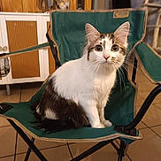 Mana a rejoint le concours — aidez-le/la à gagner de superbes lots ! animal, brown, cat, chair, cozy, curious, cute, domestic, ears, floor, furniture, home, indoor, looking, pet, sitting, tabby, tail, whiskers, white