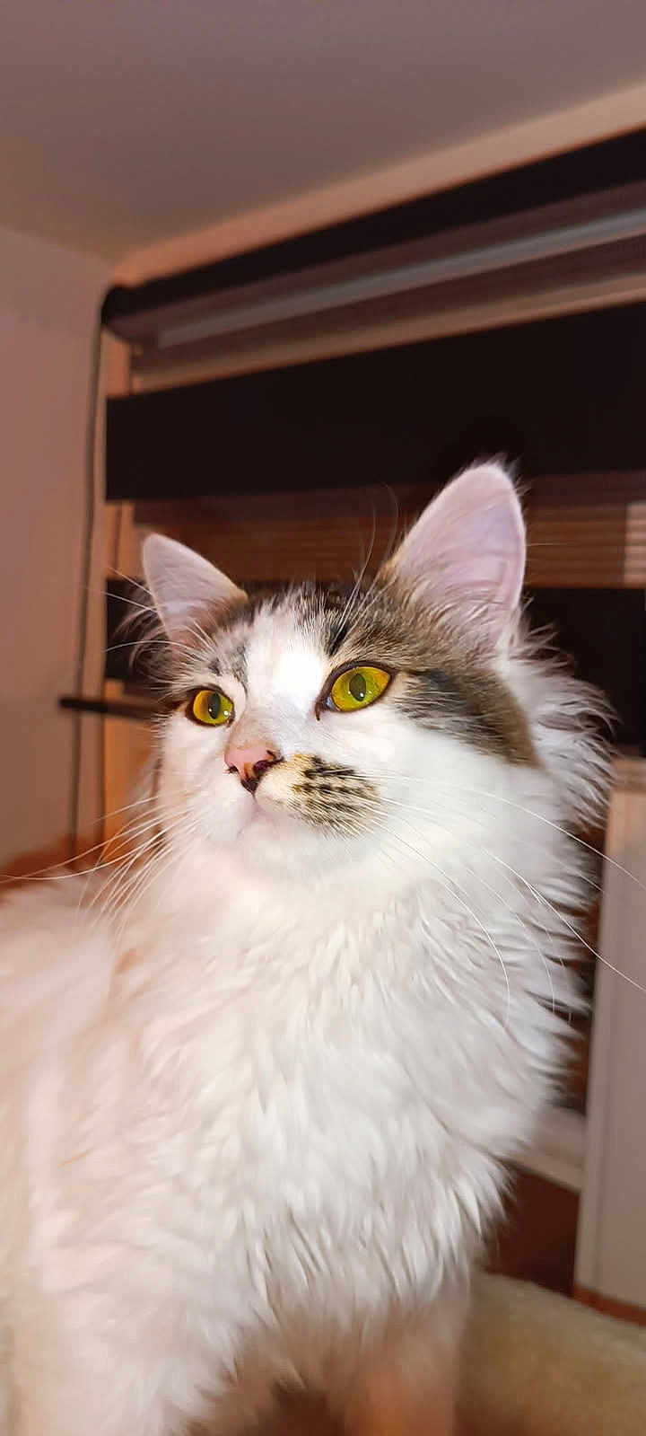 Mana