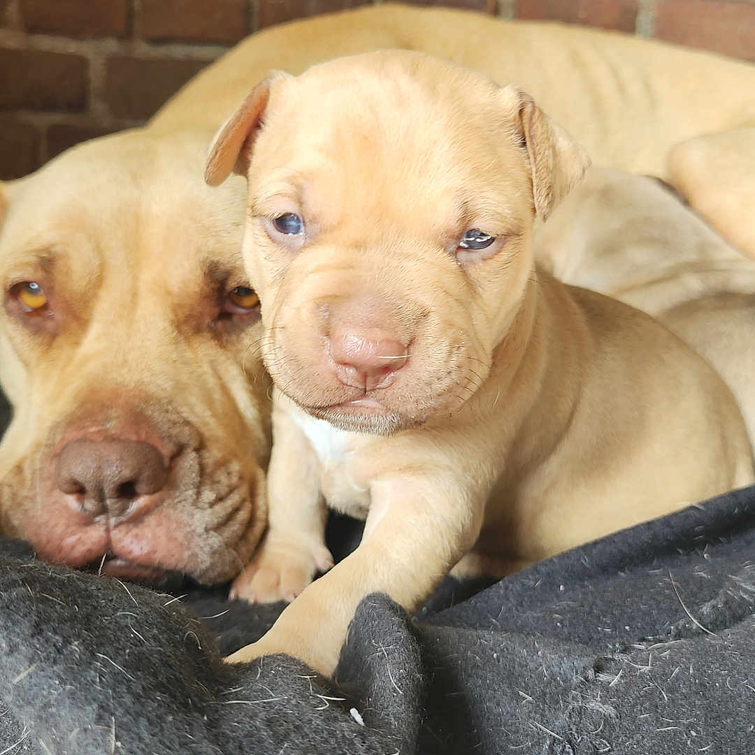 Arkan a rejoint le concours — aidez-le/la à gagner de superbes lots ! animal, blanket, brick_wall, brown, close_up, companion, cute, dog, fur, indoors, mammal, pet, puppy, resting, sleepy, snout, tan, texture, wood, young