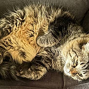 Sampson is registered to the contest to win money with this photo: animal, cat, comfort, couch, cozy, curled_up, ears, feline, fluffy, fur, gray, indoor, paws, pet, relaxed, resting, sleepy, soft, tabby, whiskers
