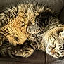 animal, cat, comfort, couch, cozy, curled_up, ears, feline, fluffy, fur, gray, indoor, paws, pet, relaxed, resting, sleepy, soft, tabby, whiskers