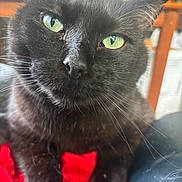 Shadow is registered to the contest to win money with this photo: animal, black_cat, close_focus, close_up, cozy, cute, domestic_cat, feline, fur, green_eyes, household, indoor, looking, pet, portrait, red_blanket, sitting, soft_light, whiskers, whiskers_visible