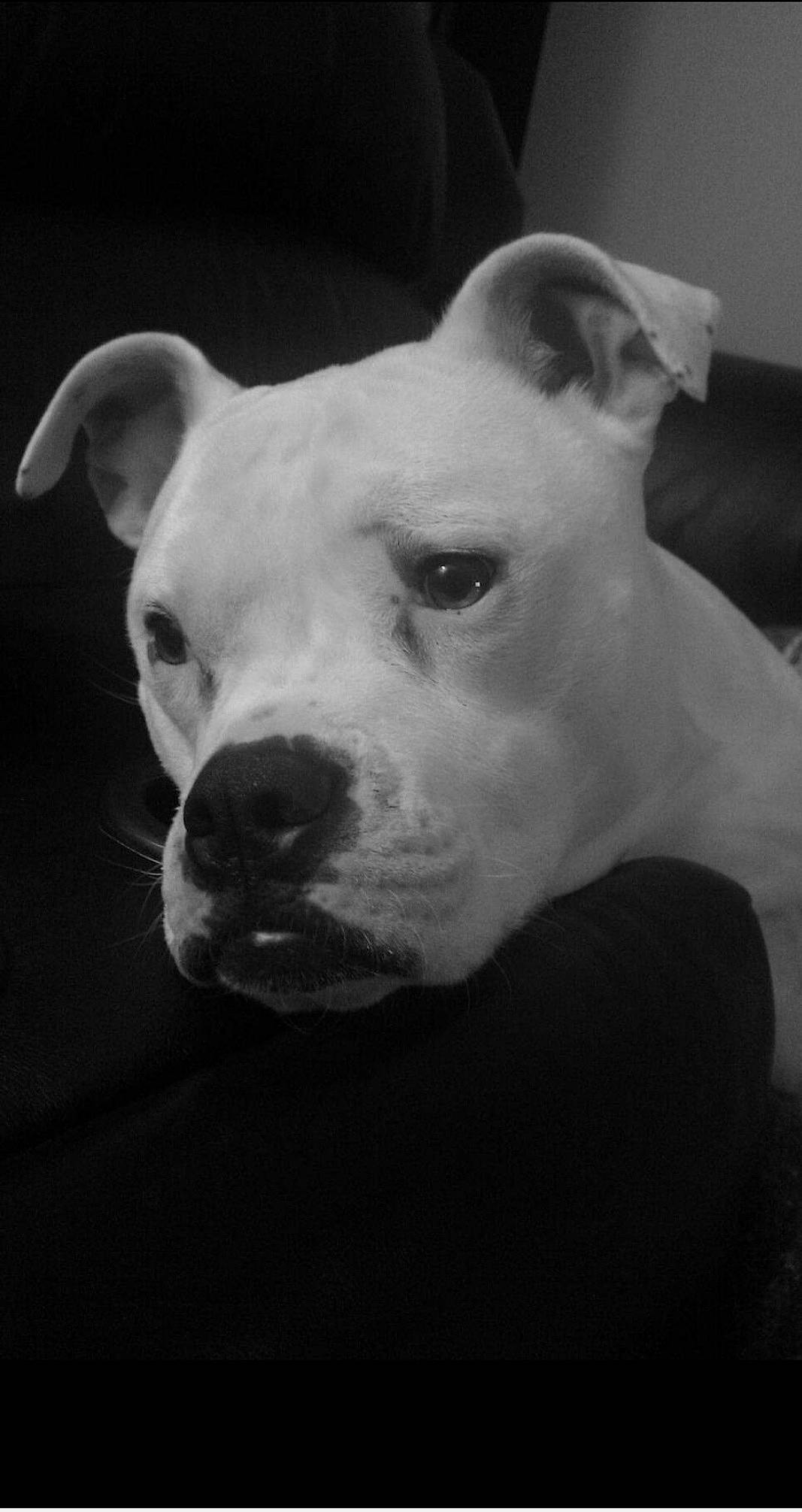 Zoey is registered to the contest to win money with this photo: canidae, carnivore, collar, companion_dog, dog, dog_breed, dog_collar, ear, fawn, monochrome, monochrome_photography, non_sporting_group, pet_supply, snout, sporting_group, style, terrestrial_animal, whiskers, white, working_animal