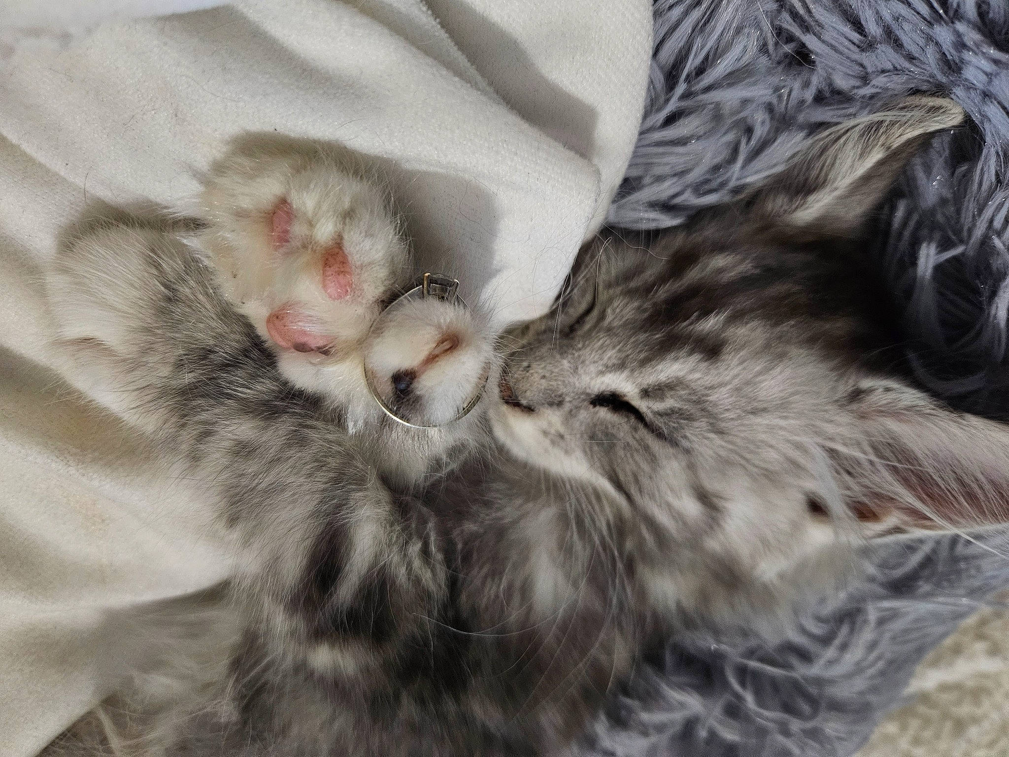 Mistigri participe au concours pour gagner de l'argent avec cette photo : bed, carnivore, cat, claw, comfort, domestic_short_haired_cat, felidae, fur, gesture, grey, linens, maine_coon, nap, pattern, paw, sleep, small_to_medium_sized_cats, snout, tail, whiskers