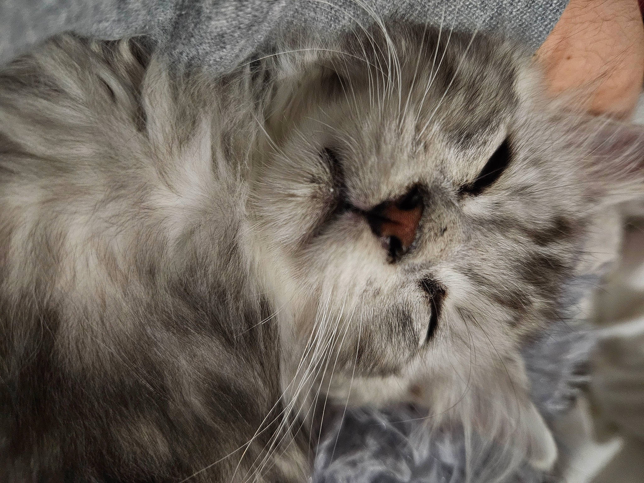 Mistigri participe au concours pour gagner de l'argent avec cette photo : british_longhair, carnivore, cat, claw, close_up, domestic_short_haired_cat, event, eye, fawn, felidae, fur, grey, paw, small_to_medium_sized_cats, snout, terrestrial_animal, whiskers