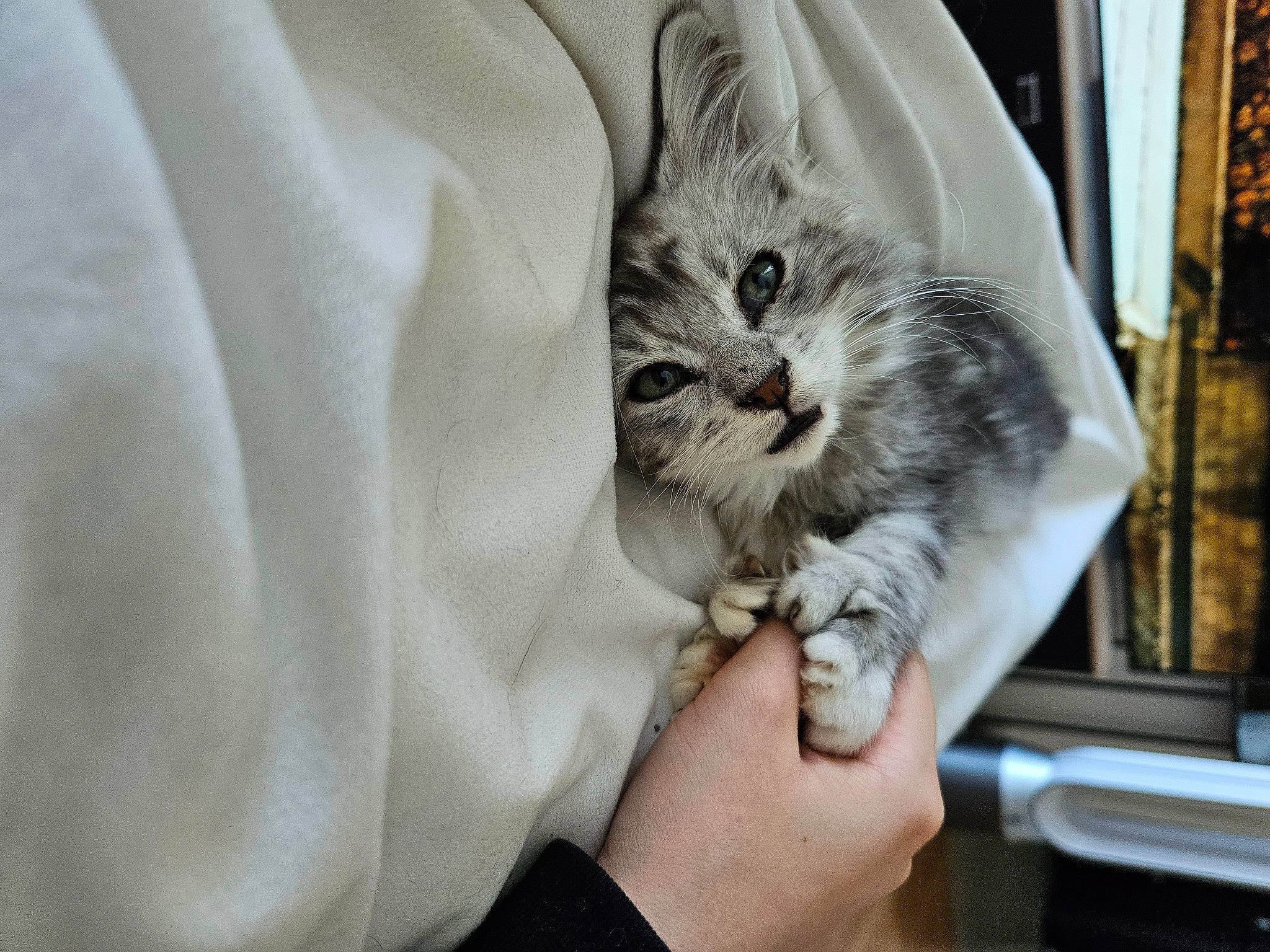 Mistigri participe au concours pour gagner de l'argent avec cette photo : carnivore, cat, claw, comfort, domestic_short_haired_cat, felidae, fur, gesture, nail, paw, small_to_medium_sized_cats, whiskers