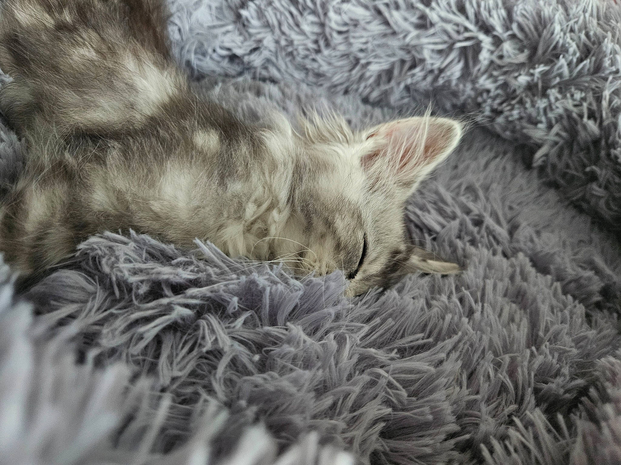 Mistigri a rejoint le concours — aidez-le/la à gagner de superbes lots ! carnivore, cat, close_up, comfort, domestic_short_haired_cat, fawn, felidae, fur, grass, grey, nap, plant, small_to_medium_sized_cats, snout, tail, terrestrial_animal, tree, whiskers, wildlife, wood