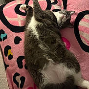 Juice is registered to the contest to win money with this photo: cat, gray_cat, white_cat, pet, animal, feline, relaxed, lying_down, belly_up, indoor, blanket, pink_blanket, patterned_blanket, paw, fur, cute, cozy, resting, whiskers, household