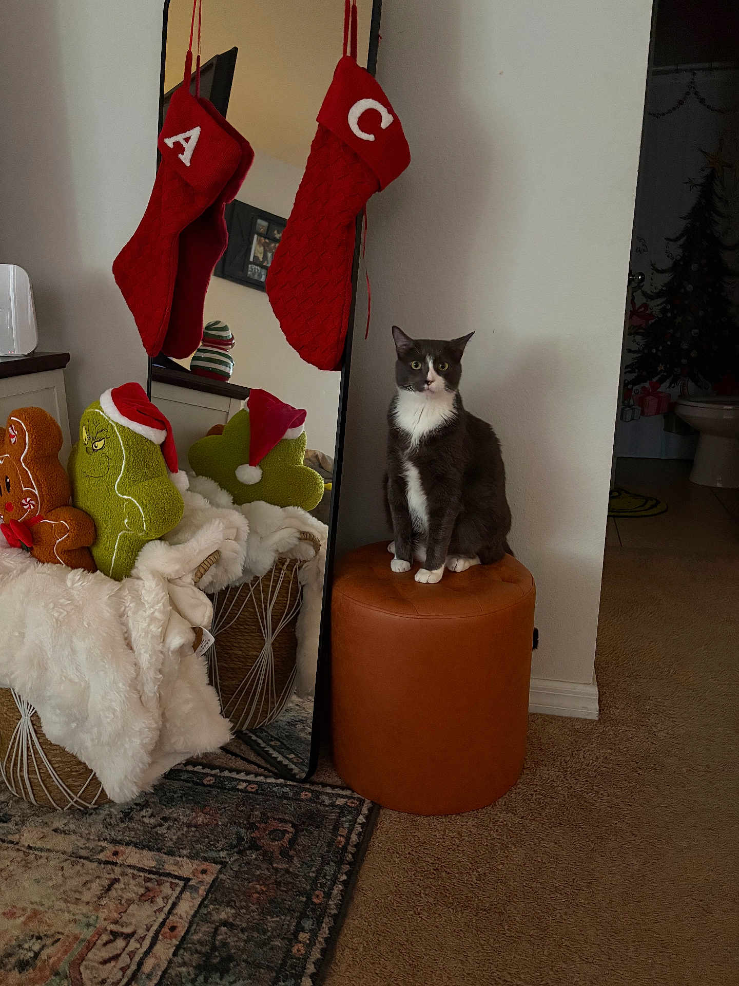 Juice joined the competition — help win amazing prizes! cat, tuxedo_cat, ottoman, mirror, christmas_stockings, holiday_decor, plush_toys, santa_hat, blanket, basket, carpet, wall, indoor, furniture, decorations, reflection, living_room, festive, christmas_tree, cozy