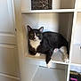 Juice joined the competition — help win amazing prizes! cat, tuxedo_cat, shelf, basket, indoor, pet, feline, resting, cubicle, white_furniture, door, paw, yellow_eyes, curious, animal, domestic_cat, fur, relaxed, looking_at_camera, household