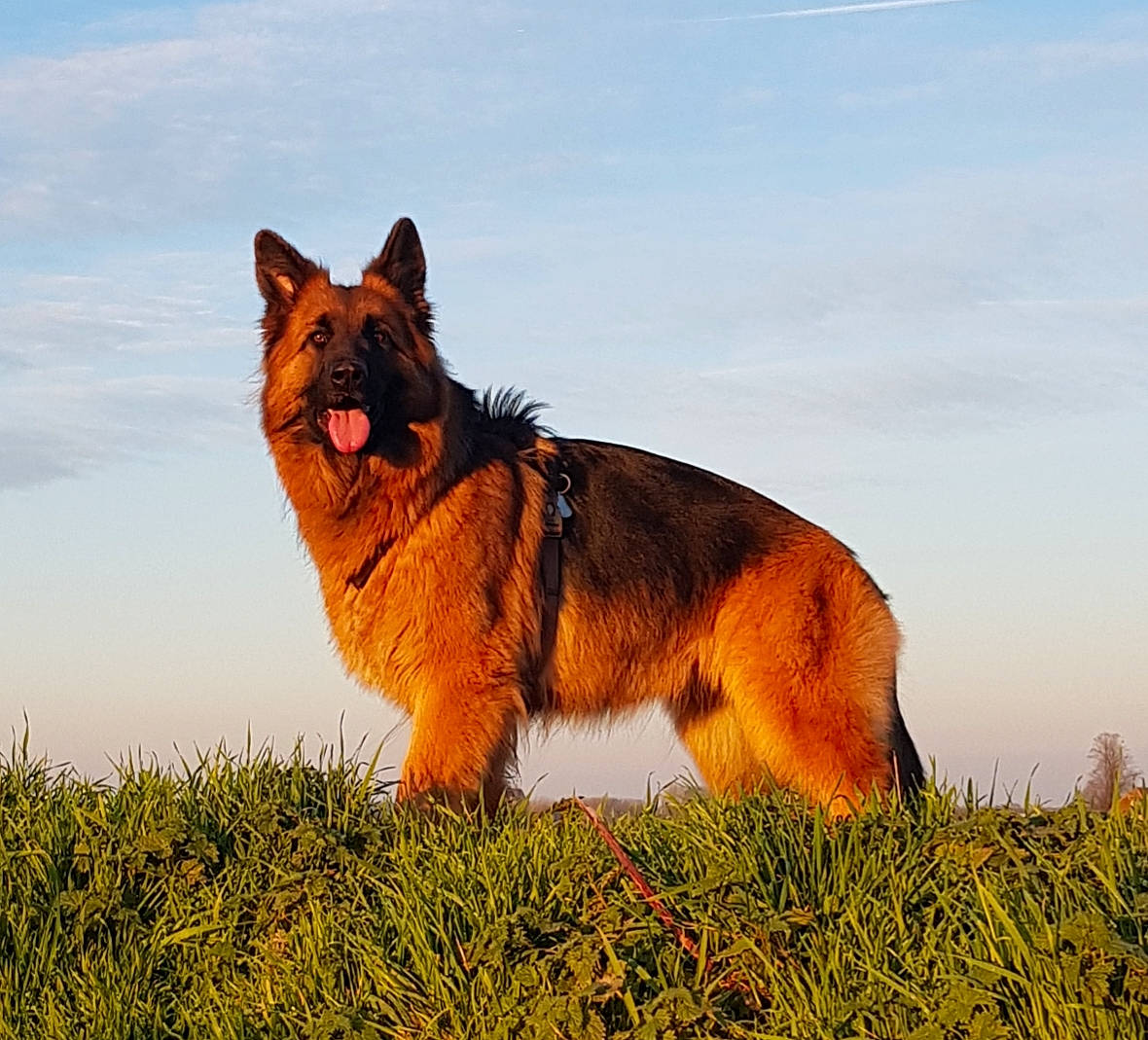 Zéna a rejoint le concours — aidez-le/la à gagner de superbes lots ! canidae, canis, carnivore, cloud, disc_dog, dog, dog_breed, dog_hiking, fox, german_shepherd_dog, grass, grassland, herding_dog, people_in_nature, plant, sky, snout, sporting_group, tail, terrestrial_animal