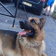 Simba a rejoint le concours — aidez-le/la à gagner de superbes lots ! dog, german_shepherd, animal, pet, outdoor, pavement, car, person, blue_shorts, black_shirt, leash, tongue_out, happy, street, license_plate, renault, twingo, metal_structure, sidewalk, daylight