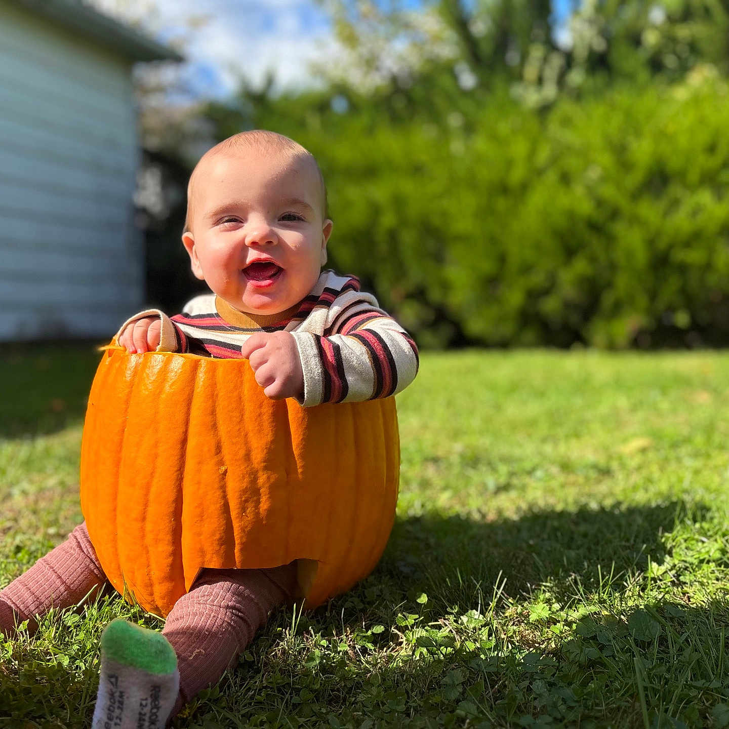 Oliver is registered to the contest to win money with this photo: baby, child, pumpkin, halloween, costume, outdoor, grass, garden, backyard, smiling, happy, sitting, portrait, sunlight, nature, greenery, striped_shirt, socks, infant, seasonal