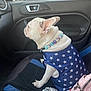 Gordis joined the competition — help win amazing prizes! animal, beaded_necklace, blue_vest, calm, car_interior, collar, companion, dog, foil, french_bulldog, indoor, leash, parking_sign, passenger_seat, pet, pink_bag, seat, side_mirror, stars, window